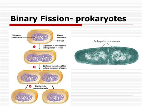 binary fission in prokaryotes begins with the.